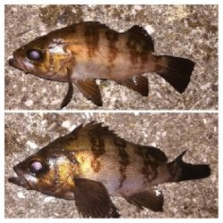 メバリング1905〜2025