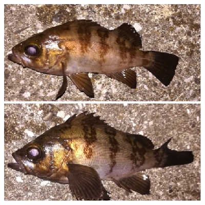 メバリング1905〜2025