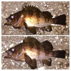 メバリング1905〜1934 2105〜2149