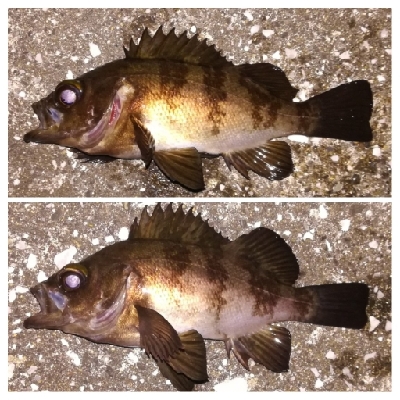 メバリング1905〜1934 2105〜2149