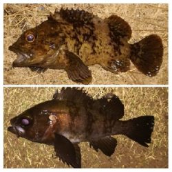 メバリング1855〜2050