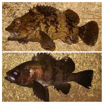 メバリング1855〜2050