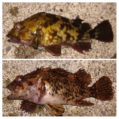 メバリング1855〜2015