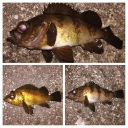 メバリング1840〜1920 2110〜2140