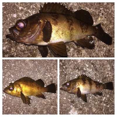 メバリング1840〜1920 2110〜2140