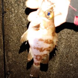 プラッキングはおもしろい