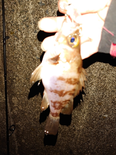 プラッキングはおもしろい