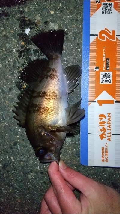 2020年3月5日釣行in箱崎ふ頭