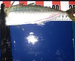 久しぶりの尺アジ&良型メバル