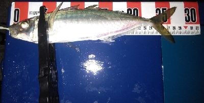 久しぶりの尺アジ&良型メバル