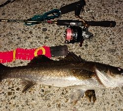 マイクロベイトパターン?！