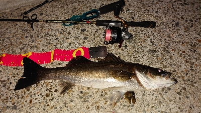 マイクロベイトパターン?！