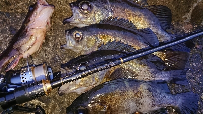 満月メバルを求めて