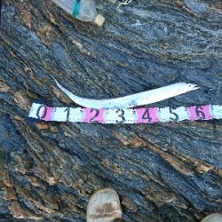 アジを釣りに行ったつもりが…