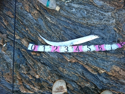 アジを釣りに行ったつもりが…