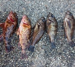 短時間入れ食い！