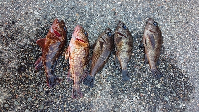 短時間入れ食い！