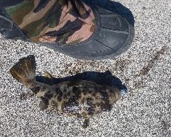 大入島の沖堤防にて年なし