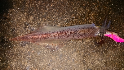 朝マズメヤリイカ狙い