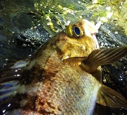 釣れる時は釣れる