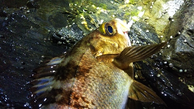 釣れる時は釣れる