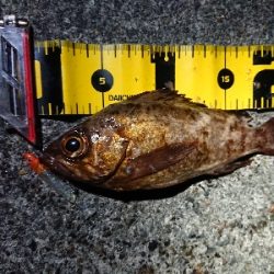 ちょこっとメバリング