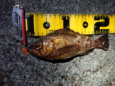 ちょこっとメバリング