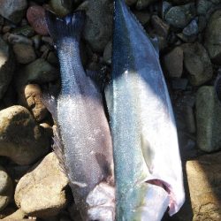 北西爆風サラシの中から飛び出したのは