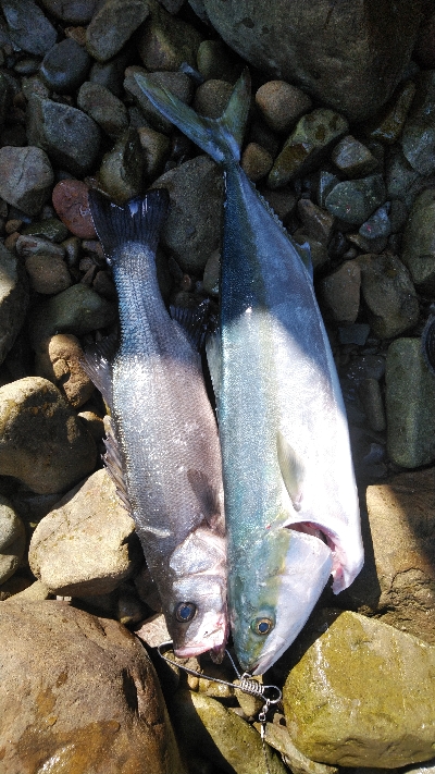 北西爆風サラシの中から飛び出したのは
