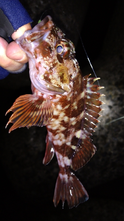 ナイトメバリング