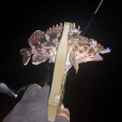 アジング 練習 119