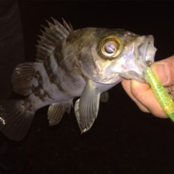 メバルプラグ好調です