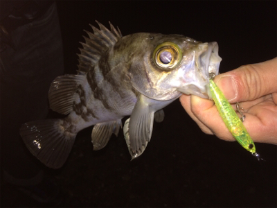 メバルプラグ好調です