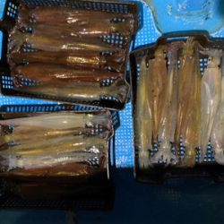 今年初イカメタルはヤリイカ