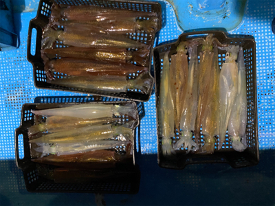 今年初イカメタルはヤリイカ