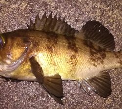 メバリング1855〜1930