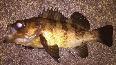 メバリング1855〜1930