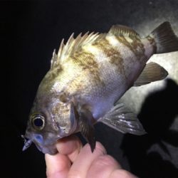 ナイトゲーム・メバリング