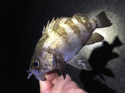 ナイトゲーム・メバリング