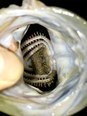 アミパターン！シーバス