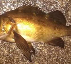 メバリング1850〜1930