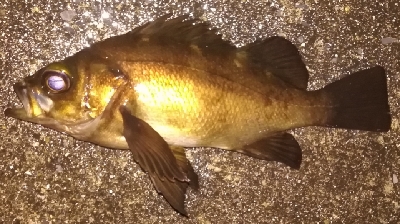 メバリング1850〜1930