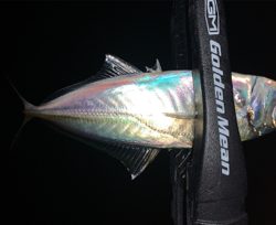 メバル探しでアジ