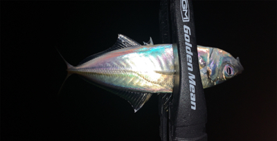 メバル探しでアジ