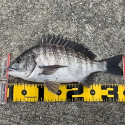 セル石 フカセ釣り