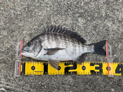 セル石 フカセ釣り