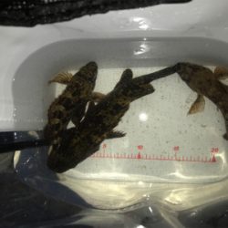 雨に降られて強制終了