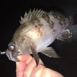 明石周辺メバリング