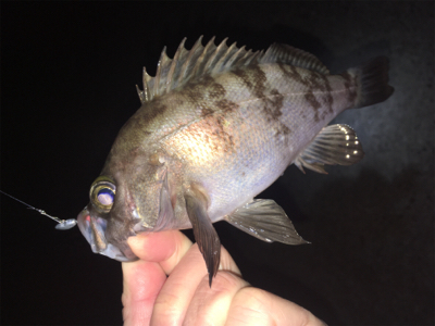 明石周辺メバリング