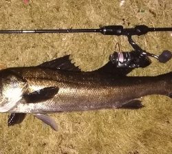 メバリング1840〜2018